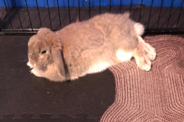 Sydney. Rabbit for adoption. female. Toronto, Durham Region, GTA
