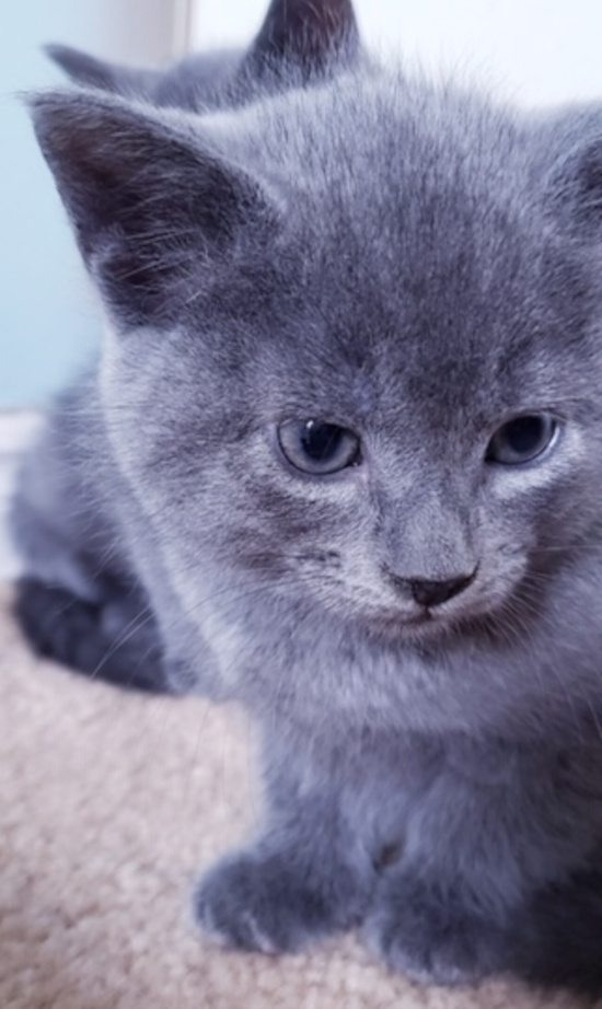 Biggie. Rescue kitten for adoption