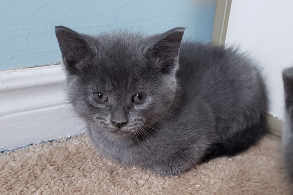 Biggie. Rescue kitten for adoption