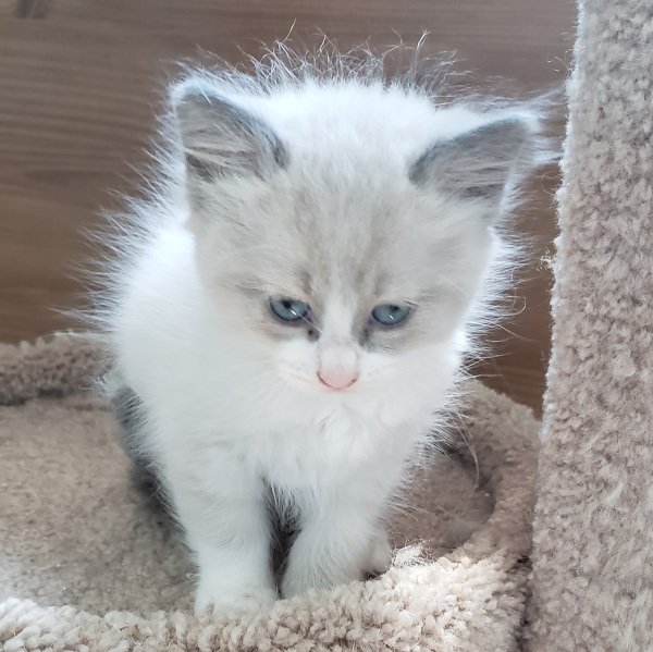 Guy Diamond. Rescue kitten for adoption