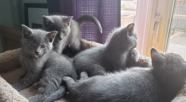 Rescue kittens for adoption - Troll kittens