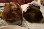 Rose And Bud. Friendly, Female Guinea Pigs Have Found A ..