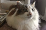 Lilly. Gorgeous, Female Cat Finds Her New Forever Home 