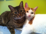 Ripley And Ryker. New Home Found For Super-Friendly, Bonded Brother ..