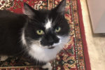 ChaCha. male cat for adoption