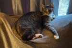 Eric. Neutered, Male Cat, Has Found A New Home 
