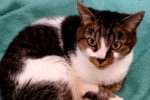 Sukie. Shy But Curious Girl Cat Finds Her Ideal New ..