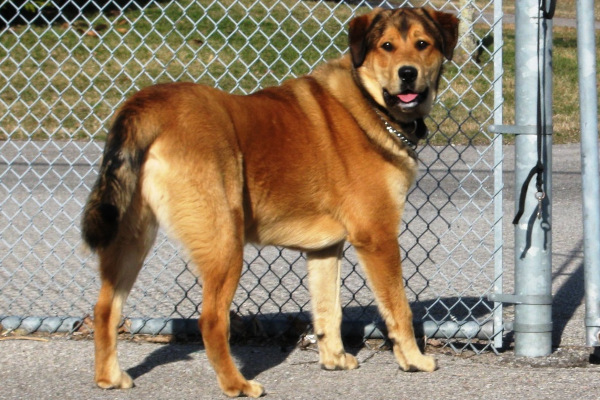 Fred. Large breed mix dog needs new home, adopt dog toronto durham gta