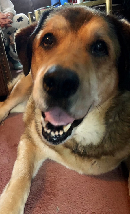 Fred. Large breed mix dog needs new home, adopt dog toronto durham gta