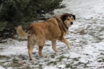 Fred. A Gentle, Wonderful, Large Breed Mix Dog Finds His ..