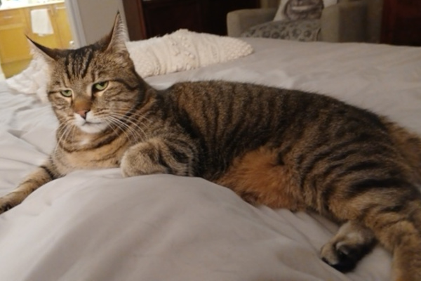 Munchy. sweet cat for adoption