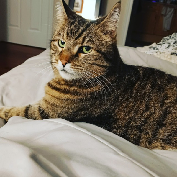 Munchy. sweet cat for adoption