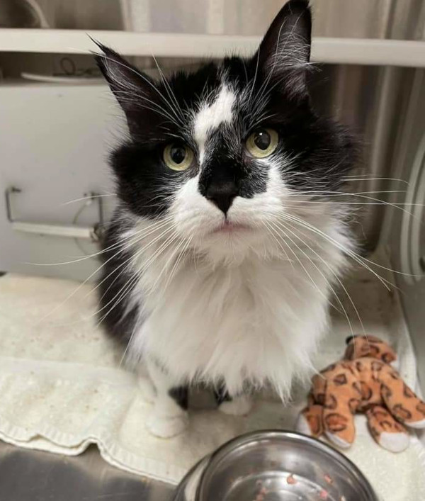 Penny. Cat for adoption. Toronto gta