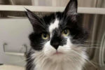 Penny. Pretty And Sociable Female Cat Finds A Home 
