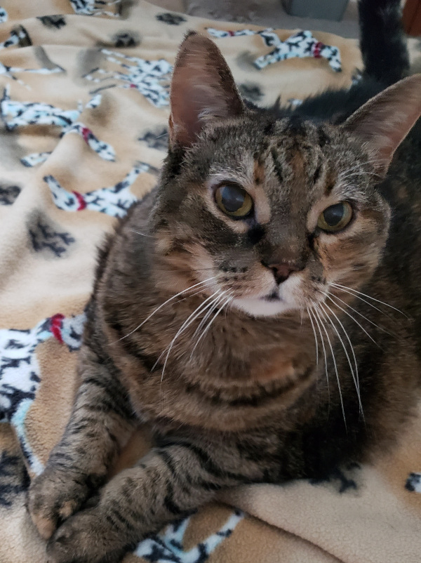 Lyly. Senior Cat, female, for adoption
