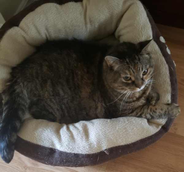 Lyly. female cat adoption, Durham Region, Toronto GTA pet adopt