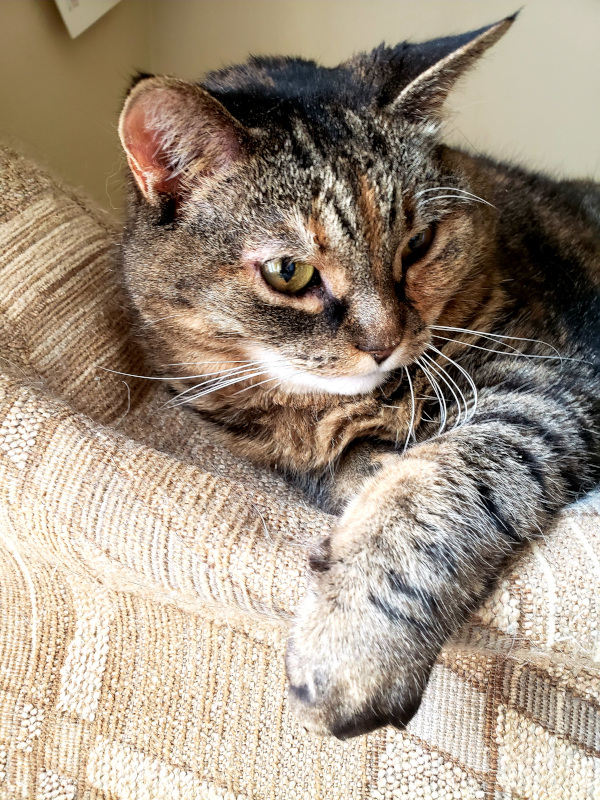 Lyly. female cat adoption, Durham Region, Toronto GTA pet adopt