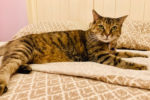 Valentine. Sweet, Female Cat Has Found Great, New Home 