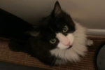 Fluff. Affectionate And Playful, Neutered Male Cat Finds A New ..