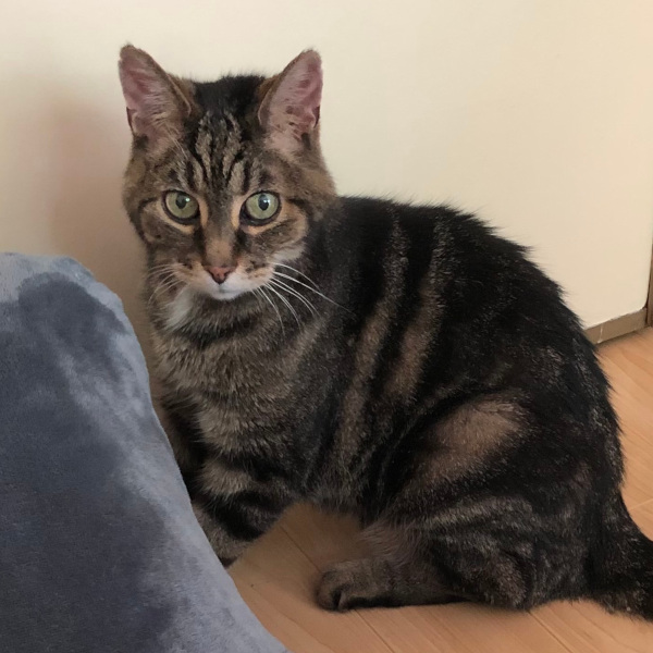 Cocotte. declawed female cat for adoption