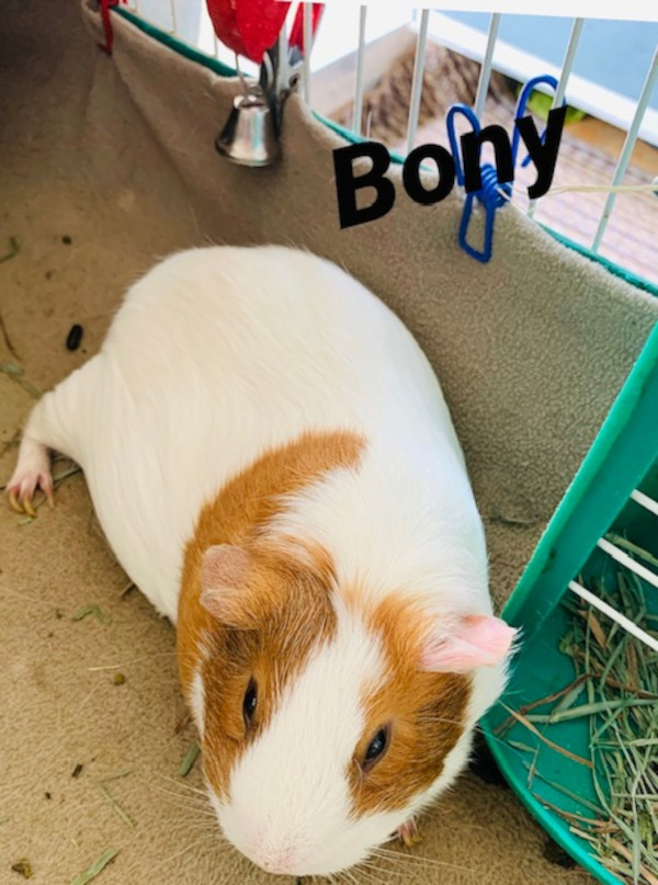 Guinea Pigs Available For Adoption