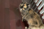 Luna. Charismatic Female Cat, Declawed And Looking For A New ..