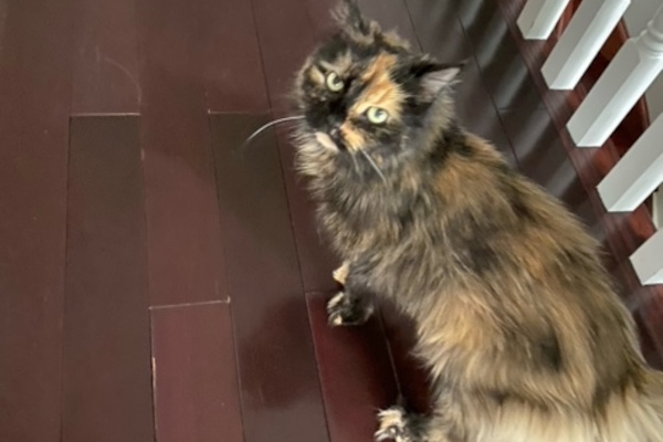 Luna. Declawed, female cat for adoption, TorontoGTA, Durham