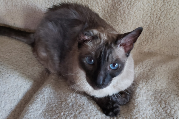 Bamboo. Declawed, Siamese Cat for adoption