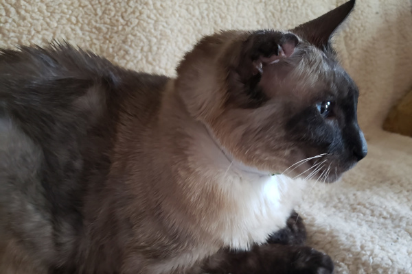 Bamboo. Declawed, Siamese Cat for adoption