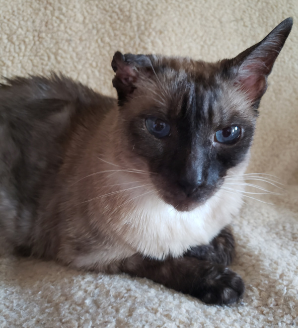 Bamboo. Declawed, Siamese Cat for adoption