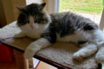 Cookie. Energetic, Young, Male Cat. A Great Addition For Adult ..