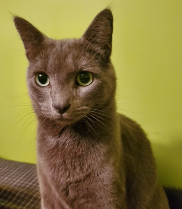 Dusty. Handsome, young male cat for adoption