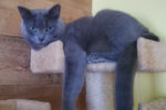 Dusty. Incredibly Affectionate, Male Cat Has Found His New Home 