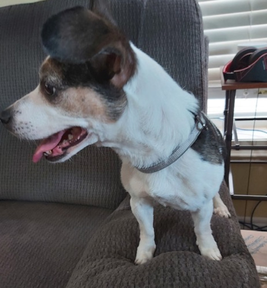 Cuddles. Adorable, healthy, senior dog for adoption