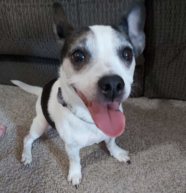 Cuddles. Adorable, healthy, senior dog for adoption