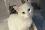 Milo. Adventurous, Male Cat. Young, Playful. Finds A New Home 