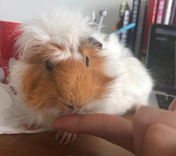 Tu Tu. Guinea pig for adoption