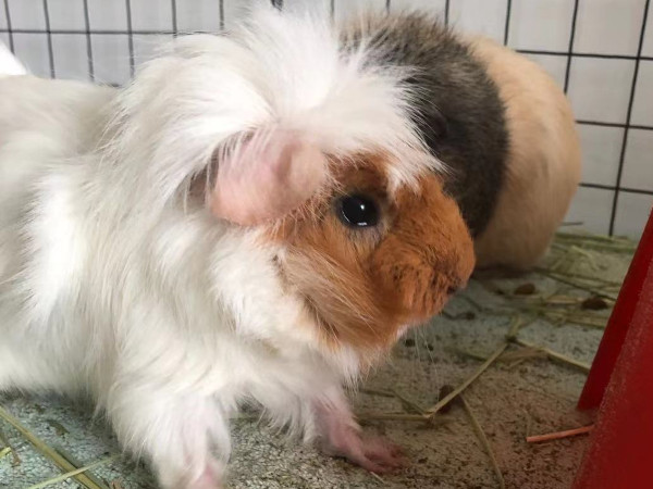 Tu Tu. Guinea pig for adoption