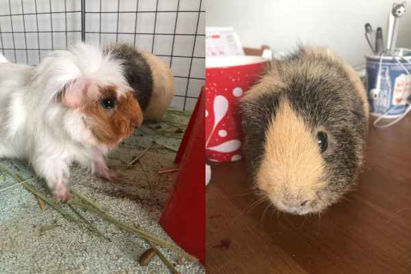 Zhuzhu and Tu Tu. Guinea Pig pair for adoption