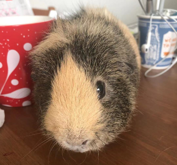 Zhuzhu. Guinea pig for adoption