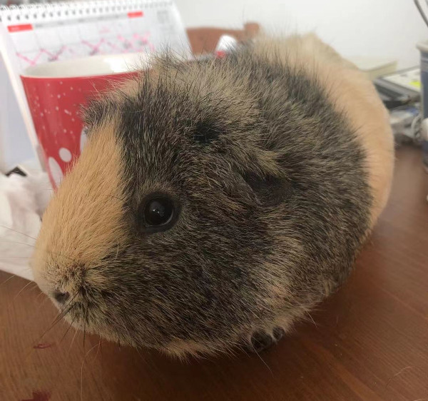 Zhuzhu. Guinea pig for adoption