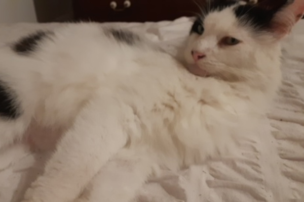 Bubble. male cat for adoption durham toronto gta