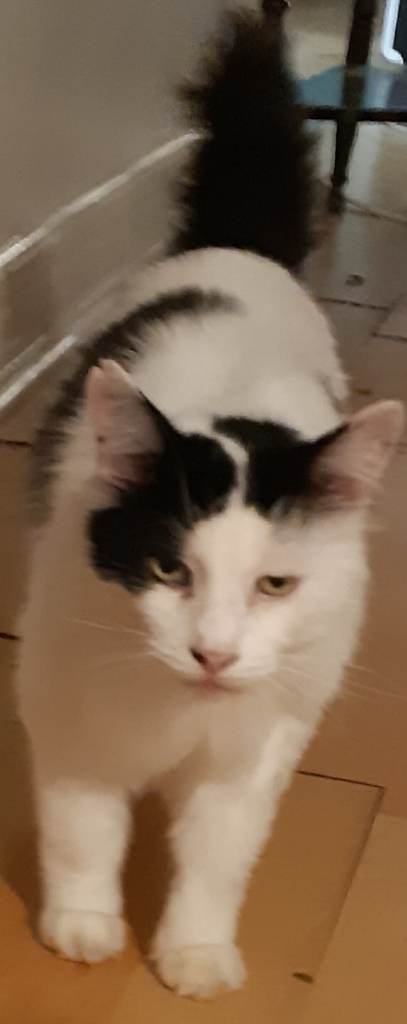 Bubble. male cat for adoption durham toronto gta