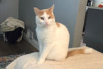 Ollie. Handsome Male Cat, Neutered, Has Now Found His New ..
