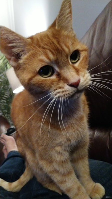 Lola. Female cat needing new home