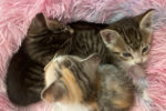 Fluff, Ginger And Dexter. Rescue Kittens – ALL ADOPTED 