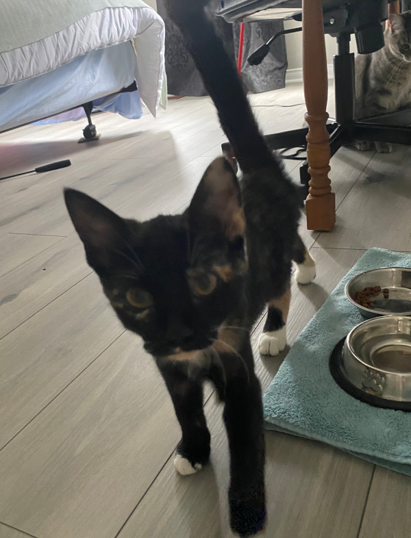 Ismina. Kitten for adoption. Toronto GTA Durham Region