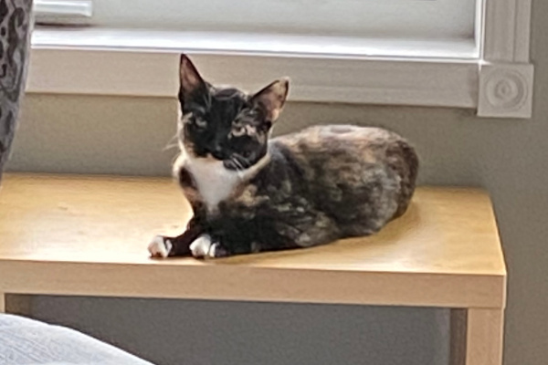 Ismina. Kitten for adoption. Toronto GTA Durham Region