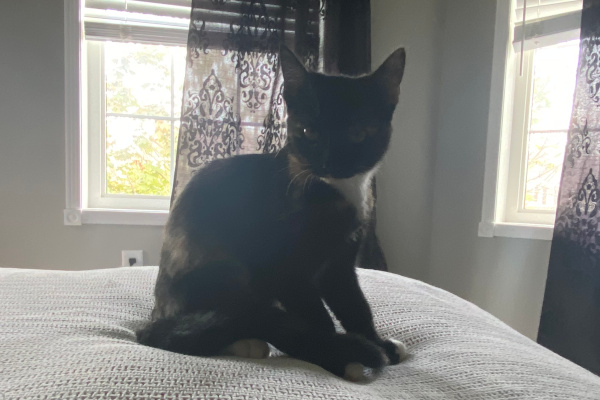 Ismina. Kitten for adoption. Toronto GTA Durham Region