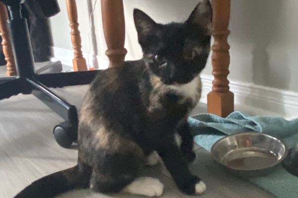 Ismina. Kitten for adoption. Toronto GTA Durham Region